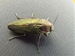 Buprestis apricans
