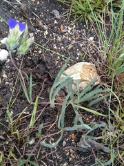 Blepharis cuanzensis