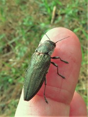 Buprestis apricans