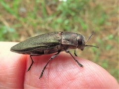 Buprestis apricans