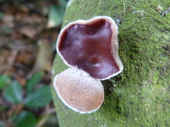 Fungi