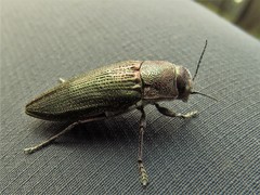 Buprestis apricans