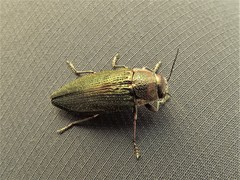 Buprestis apricans