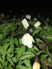 Anemonoides nemorosa