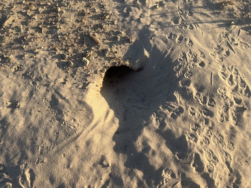 Desert Kangaroo Rat