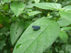 Auchenorrhyncha