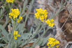 Aurinia saxatilis
