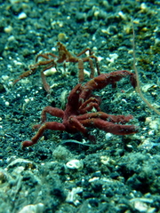 Oncinopus