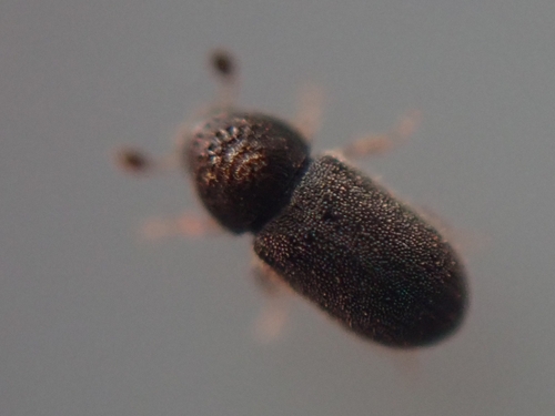 Pityophthorus pubescens