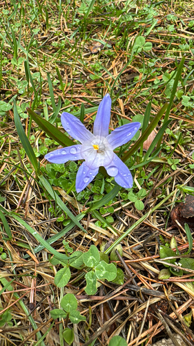 Scilla luciliae