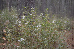Ageratina glabrata