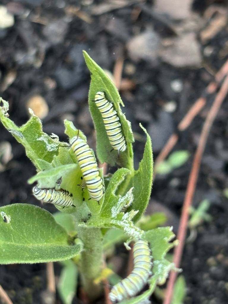 Monarch from Shocco Springs Rd, Warrenton, NC, US on April 16, 2026 at ...