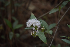 Ageratina glabrata