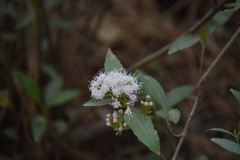 Ageratina glabrata