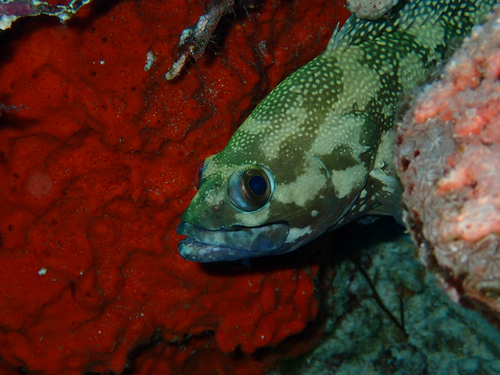 Specklefin Grouper — seen at this dive site