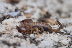 Euscorpius garganicus