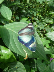 Euphaedra phaethusa phaethusa