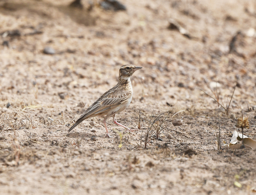 iNaturalist image