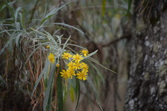 Senecio cinerarioides