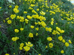 Ranunculus propinquus subborealis