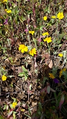 Pseudobahia heermannii