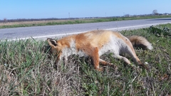 Vulpes vulpes
