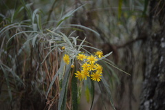 Senecio cinerarioides