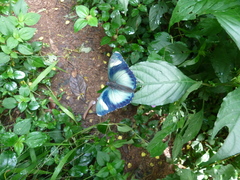 Euphaedra phaethusa phaethusa