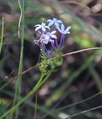 Pentanisia prunelloides
