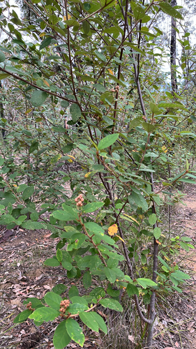 Pomaderris wendlandiana observed 2026-04-17