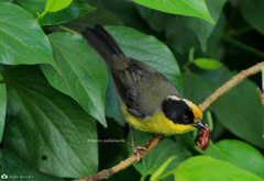 Atlapetes pallidinucha