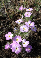 Phlox sibirica