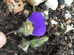 Blepharis cuanzensis