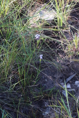 Pentanisia prunelloides