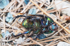 Sericotrupes niger