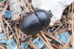 Sericotrupes niger