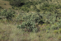 Protea caffra subsp. caffra image