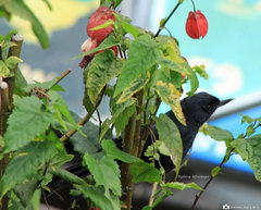 Diglossa lafresnayii