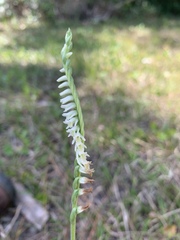 Spiranthes vernalis image