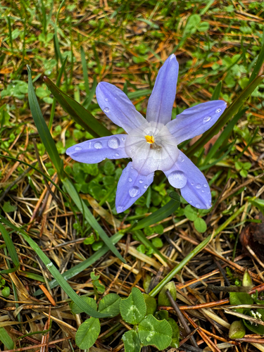 Scilla luciliae
