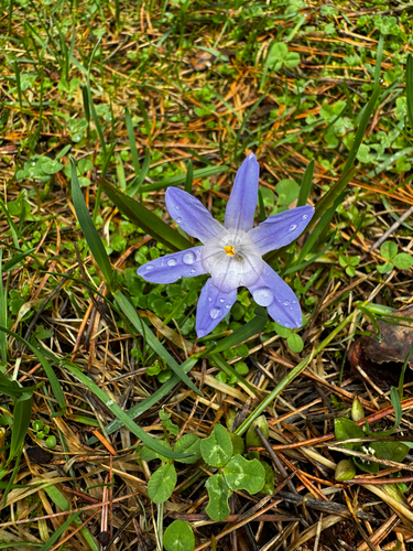 Scilla luciliae