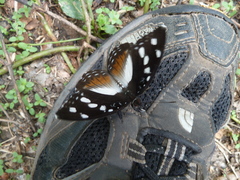 Aterica galene galene