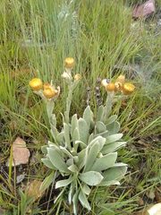 Helichrysum nitens