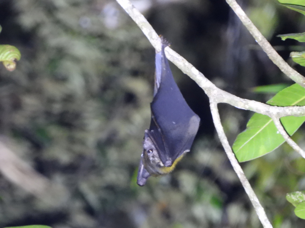 Dobsonia crenulata