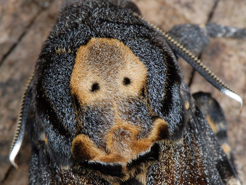 Death's Head Hawkmoth