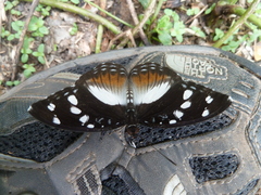 Aterica galene galene