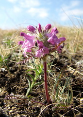 Pedicularis anthemifolia