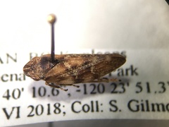 Aphrophora permutata