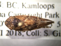 Aphrophora permutata