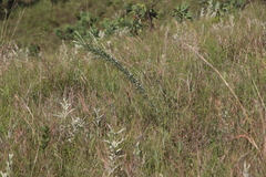 Pearsonia sessilifolia image